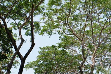 Arka plan olarak güzel doğal yeşil manzara