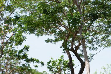 Arka plan olarak güzel doğal yeşil manzara