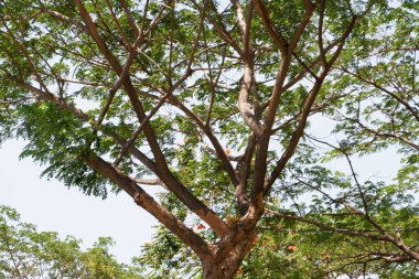 Arka plan olarak güzel doğal yeşil manzara