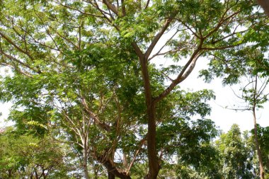 Arka plan olarak güzel doğal yeşil manzara