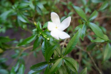 Arka plan olarak güzel bir çiçek panoraması