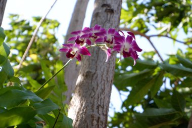 Arka plan olarak güzel bir çiçek panoraması