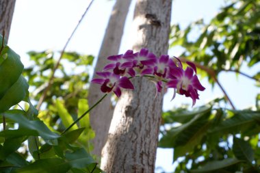 Arka plan olarak güzel bir çiçek panoraması