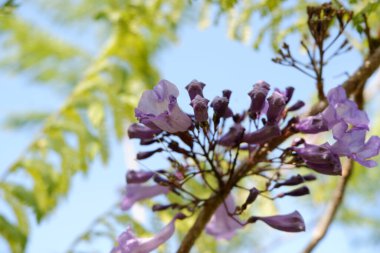 Arka plan olarak güzel bir çiçek panoraması