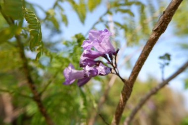 Arka plan olarak güzel bir çiçek panoraması