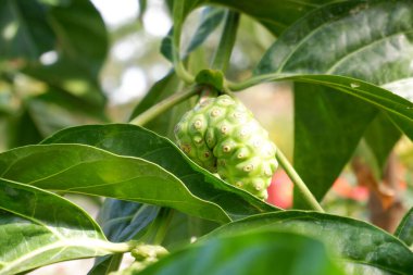 Arka plan olarak güzel doğal yeşil manzara