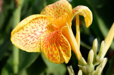 Arka plan olarak güzel bir çiçek panoraması