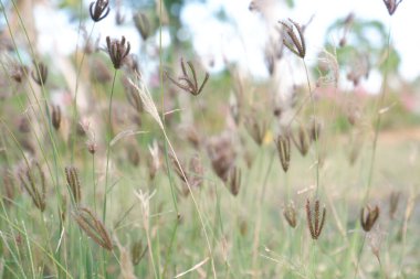Arka plan olarak güzel doğal yeşil manzara