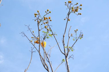 Arka plan olarak güzel bir çiçek panoraması