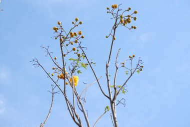 Arka plan olarak güzel bir çiçek panoraması