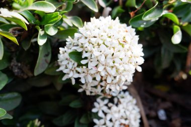 Arka plan olarak güzel bir çiçek panoraması