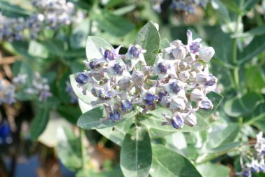 Arka plan olarak güzel bir çiçek panoraması