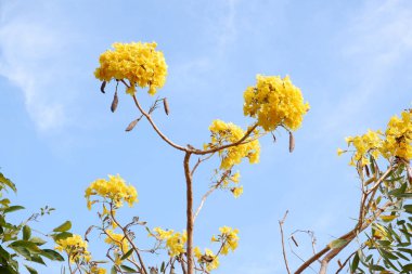 Arka plan olarak güzel bir çiçek panoraması