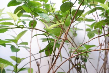 Arka plan olarak güzel doğal yeşil manzara