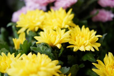 Arka plan olarak güzel bir çiçek panoraması