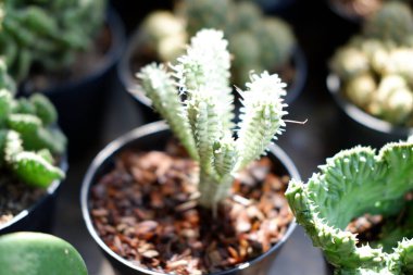 Arkaplan olarak küçük şirin kaktüs ağacı