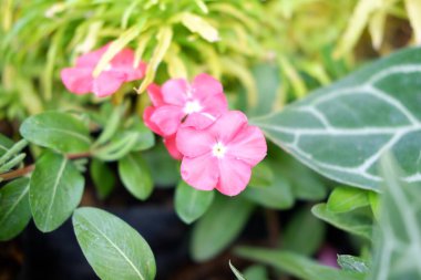 Arka plan olarak güzel bir çiçek panoraması