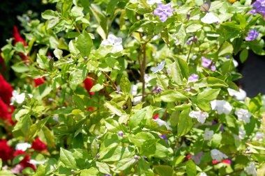 Arka plan olarak güzel bir çiçek panoraması