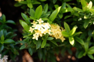 Arka plan olarak güzel bir çiçek panoraması