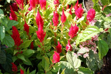 Arka plan olarak güzel bir çiçek panoraması