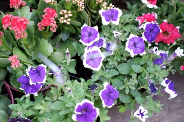 Arka plan olarak güzel bir çiçek panoraması