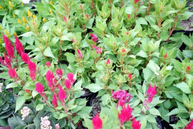 Arka plan olarak güzel bir çiçek panoraması