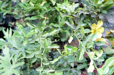 Arka plan olarak güzel doğal yeşil manzara