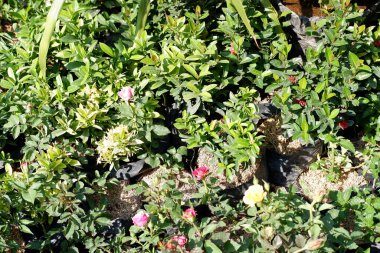 Arka plan olarak güzel bir çiçek panoraması