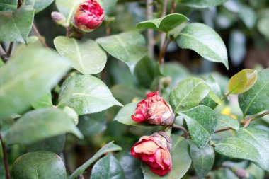 Arka plan olarak güzel bir çiçek panoraması