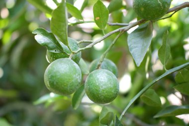 yeşil ve lezzetli kireç arka plan olarak
