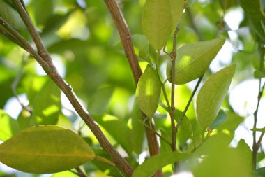 Arka plan olarak güzel doğal yeşil manzara