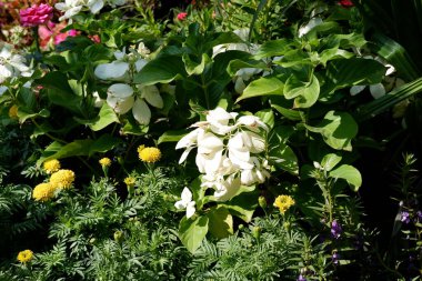 Arka plan olarak güzel bir çiçek panoraması