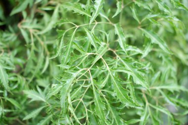 Arka plan olarak güzel doğal yeşil manzara