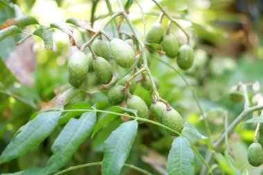 Arka plan olarak güzel doğal yeşil manzara