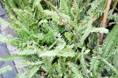 Arka plan olarak güzel doğal yeşil manzara