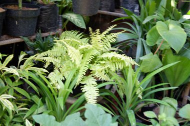 Arka plan olarak güzel doğal yeşil manzara