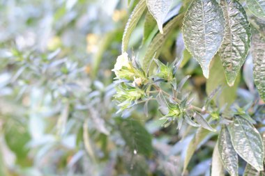 Arka plan olarak güzel bir çiçek panoraması