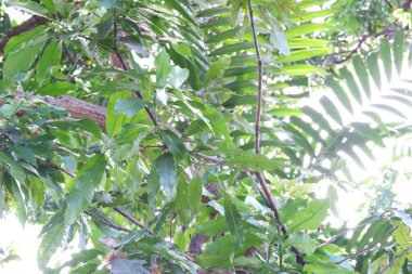 Arka plan olarak güzel doğal yeşil manzara