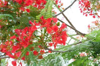 Arka plan olarak güzel bir çiçek panoraması