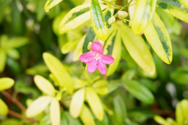 Arka plan olarak güzel bir çiçek panoraması
