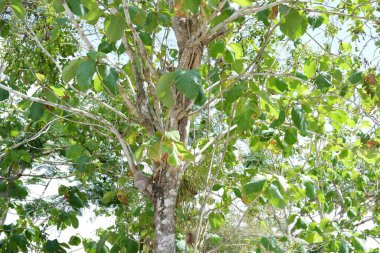 Arka plan olarak güzel doğal yeşil manzara