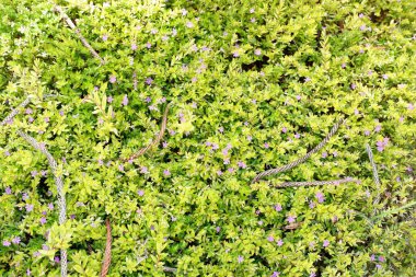 Arka plan olarak güzel bir çiçek panoraması