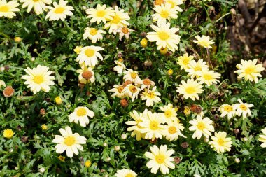 Arka plan olarak güzel bir çiçek panoraması