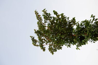 arka plan olarak güzel doğal manzara