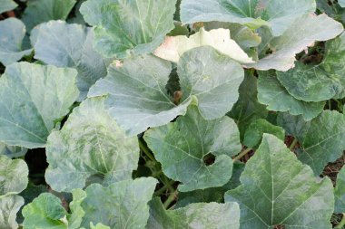 güzel bitkilerin panoramik manzarası