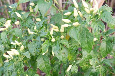 güzel biber bitkilerinin panoramik manzarası