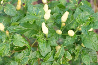 güzel biber bitkilerinin panoramik manzarası