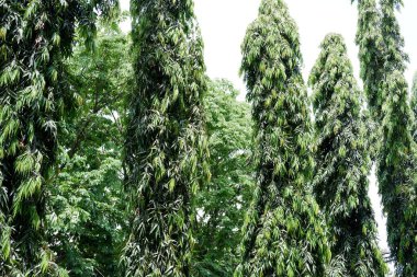 arka plan olarak güzel doğal manzara