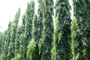 arka plan olarak güzel doğal manzara