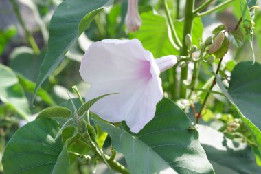 Arka plan olarak güzel bir çiçek panoraması